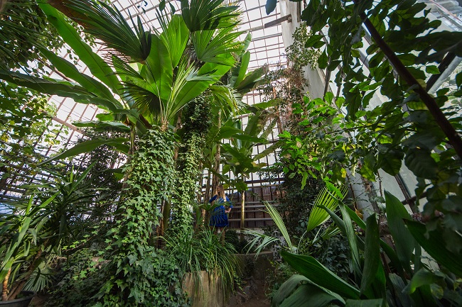 Внутри оранжереи Ужгородского ботанического сада